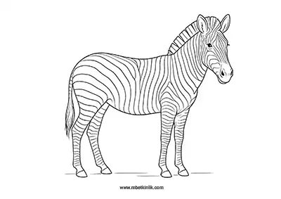 Şık Çizgili Zebra Boyama Sayfası