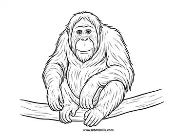Meraklı Orangutan Boyama Sayfası