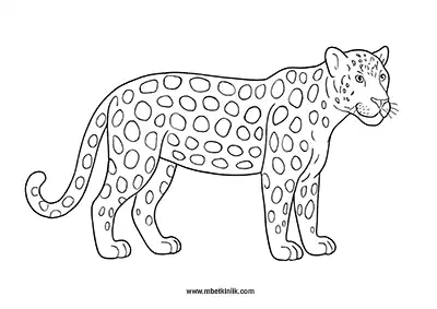 Asil Leopar Boyama Sayfası