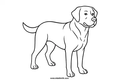 Sevimli Labrador Retriever Köpek Boyama Sayfası