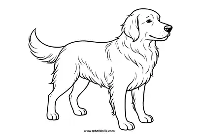 Sıcakkanlı Golden Retriever Köpek Boyama Sayfası