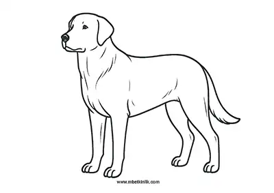 Akbaş Köpek Boyama Sayfası