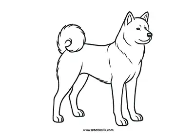 Asil Akita Inu Köpek Boyama Sayfası