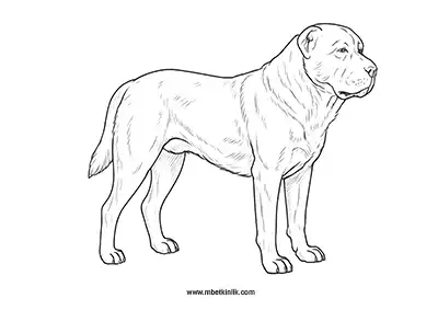 Güçlü Orta Asya Çoban Köpeği (Alabay) Boyama Sayfası