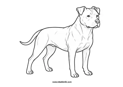 Cesur Pitbull Köpek Boyama Sayfası