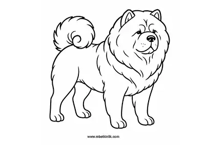 Kabarık Kürklü Chow Chow (Çin Aslanı) Köpek Boyama Sayfası