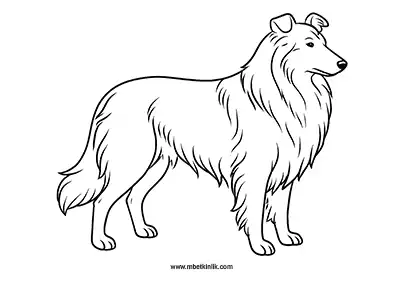 Zarif Collie (İskoç Çoban Köpeği) Boyama Sayfası