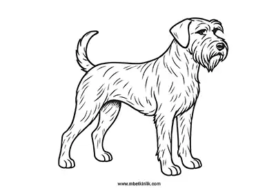Dev Schnauzer Köpek Boyama Sayfası