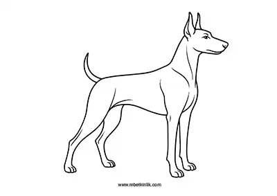Doberman Köpek Boyama Sayfası