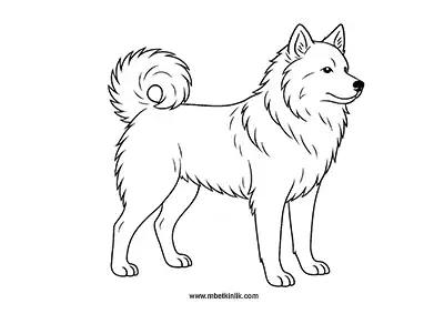 Eskimo Köpeği Boyama Sayfası