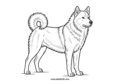 Grönland Köpeği Boyama Sayfası