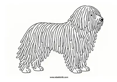 Komondor Köpek Boyama Sayfası