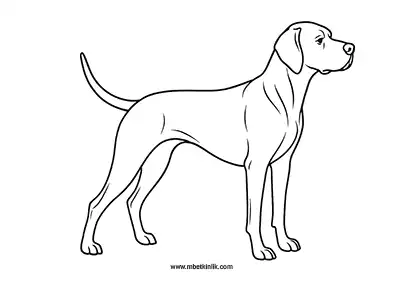 Pointer Köpek Boyama Sayfası