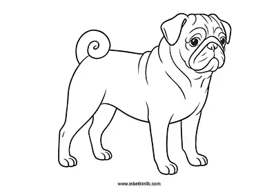 Pug Köpek Boyama Sayfası