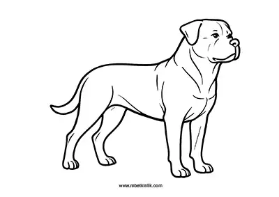 Rottweiler Köpek Boyama Sayfası