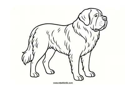 Saint Bernard Köpek Boyama Sayfası