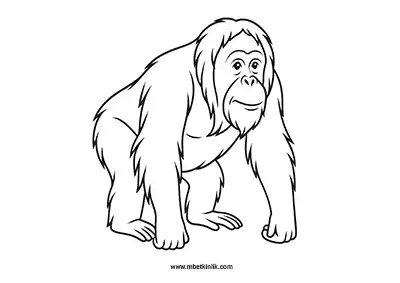 Orangutan Boyama Sayfası