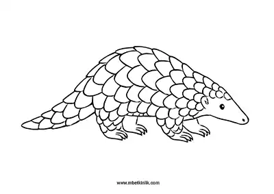 Pangolin Boyama Sayfası