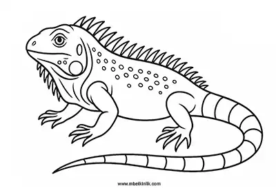 İguana Boyama Sayfası